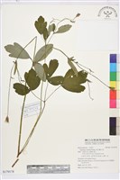 藏品(華北耬斗菜)的圖片