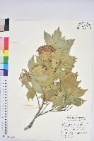 藏品(油葉石櫟)的圖片