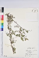 藏品(多花油柑、白仔)的圖片