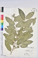 藏品(印度無憂樹)的圖片