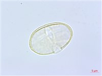 藏品(歐芹、香芹、巴西利)的圖片