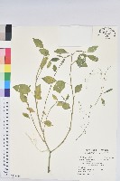 藏品(禾葉大戟)的圖片