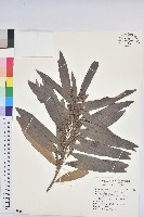 藏品(水楊梅、水柳仔)的圖片