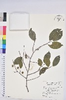 藏品(紫黃)的圖片