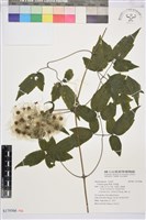 藏品(串鼻龍)的圖片