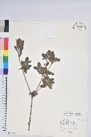 藏品(唐杜鵑、大屯杜鵑、中原氏杜鵑)的圖片