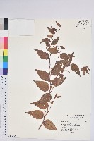 藏品(白珠樹)的圖片