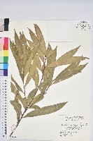 藏品(細葉三斗石櫟)的圖片