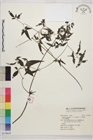 藏品(田村氏鐵線蓮)的圖片