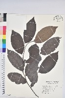 藏品(赤血仔)的圖片