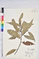 藏品(火燒柯、栲樹)的圖片