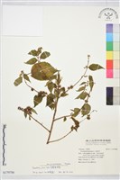 藏品(長葉垂桉草)的圖片