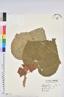 藏品(野桐)的圖片