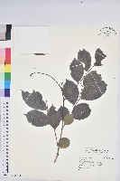 藏品()的圖片