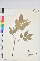 藏品(長尾尖葉櫧)的圖片