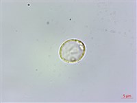 藏品(冷清草)的圖片