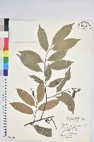 藏品(長尾尖葉櫧)的圖片