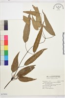 藏品(柱果鐵線蓮)的圖片