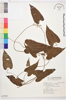 藏品(田代氏鐵線蓮)的圖片