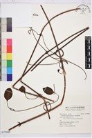 藏品(厚葉鐵線蓮)的圖片