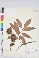藏品(臺灣苦櫧)的圖片
