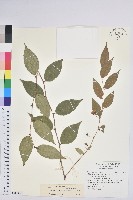 藏品(白珠樹)的圖片