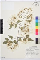 藏品(小蓑衣藤)的圖片