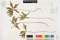 藏品(毛莨狀銀蓮花)的圖片