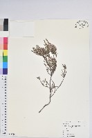 藏品(彩萼石楠)的圖片