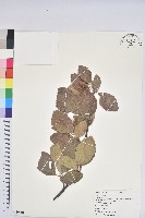 藏品(歐洲水青岡)的圖片