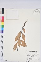 藏品(滇石櫟)的圖片