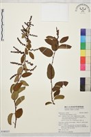 藏品(勾兒茶)的圖片