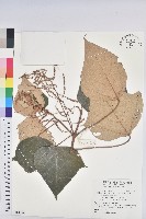 藏品(白匏子)的圖片