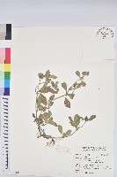 藏品(飛揚草)的圖片