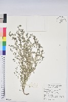 藏品(斑地錦)的圖片