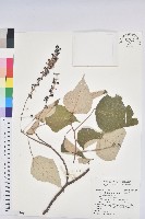 藏品(白匏子)的圖片