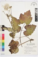 藏品(小白頭翁、野棉花)的圖片