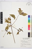 藏品(小木通)的圖片