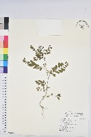 藏品(五蕊油柑)的圖片