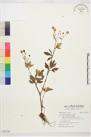 藏品(石龍芮)的圖片