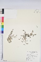 藏品(匐根大戟)的圖片