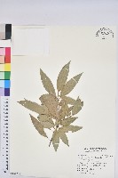 藏品(灰背櫟)的圖片