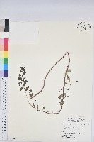 藏品(假紫斑大戟)的圖片