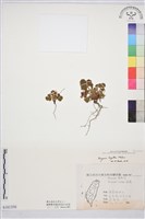 藏品(臺灣草莓)的圖片