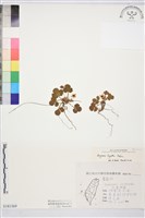 藏品(臺灣草莓)的圖片
