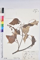 藏品(白匏子)的圖片