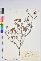 藏品(鐘鈴花、美鈴兒花、黃吊鐘花、鈴兒花)的圖片