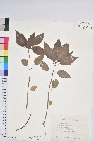 藏品(山靛)的圖片