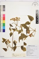 藏品(毛木通)的圖片