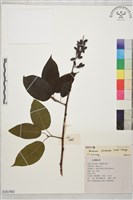 藏品(多花勾兒茶, 多花黃鱔藤)的圖片